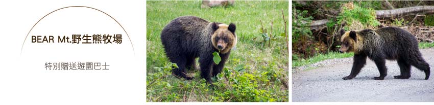 BEAR Mt.野生熊牧場 BEAR Mt.野生熊牧場