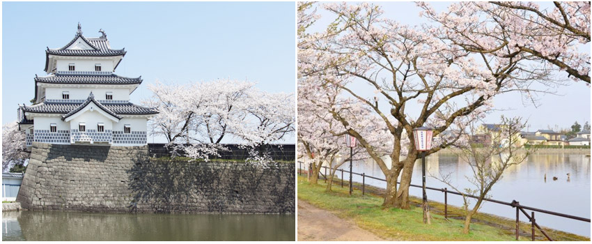 瓢湖.粉色櫻花隧道