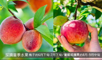 採當季水果 採當季水果