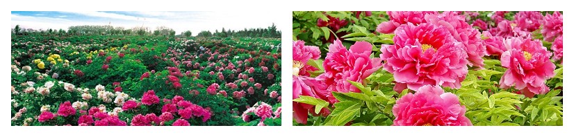 牡丹樱花苗价格及图片
