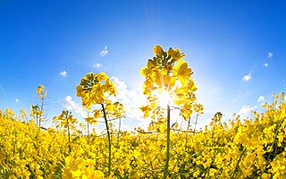 SHA0518AE01 cover photo