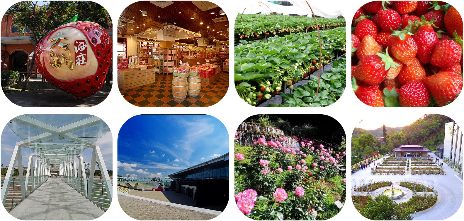 苗栗大湖草莓季玫瑰森林１日 山富旅遊