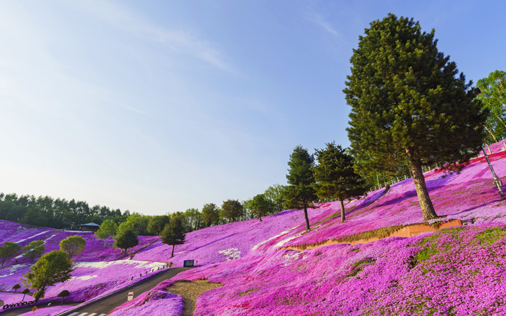 SPK05240606D cover photo