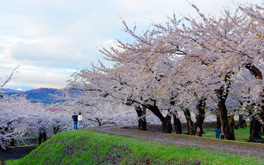北海道櫻花飛６日－櫻花隧道、青葉之丘公園、手宮公園、米其林星空夜景、企鵝漫步、洞爺花火、啤酒暢飲、螃蟹吃到飽-高雄出發 cover photo