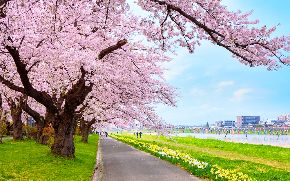 SDJ05B05887 cover photo