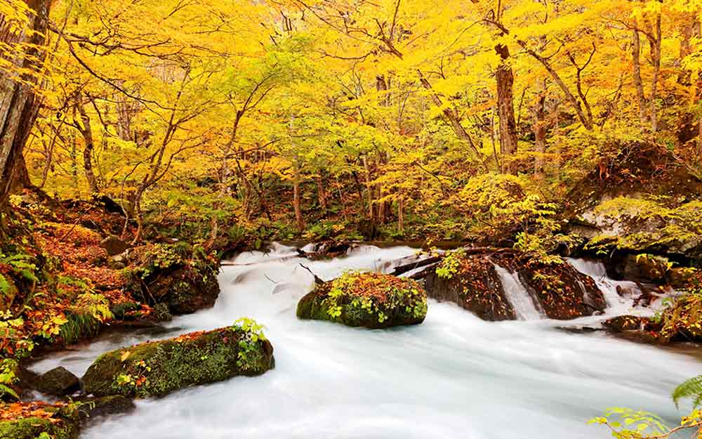 秋楓東北５日-紅葉、星野青森屋、奧入瀨溪、銀山溫泉、猊鼻溪輕舟、八甲田山纜車、採水果、睡魔之家、法式料理(不進免稅店) cover photo