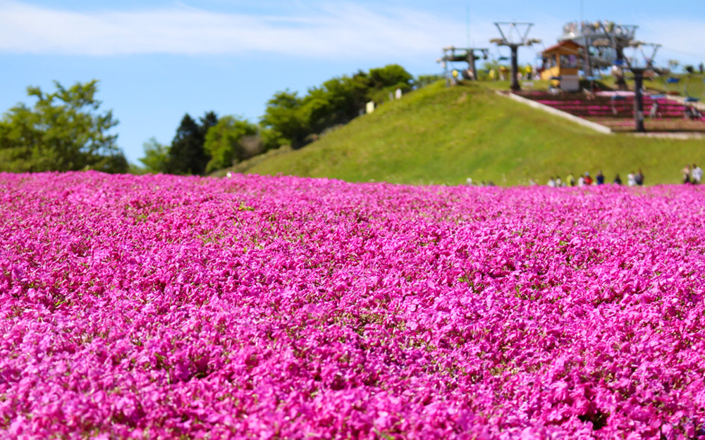 NGO06CISB cover photo