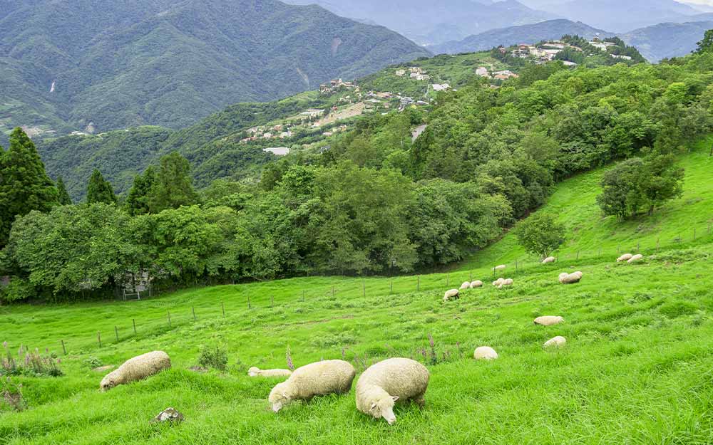 NTO03A01 cover photo