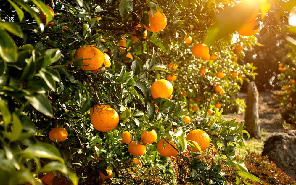 CJU0525TWITF cover photo